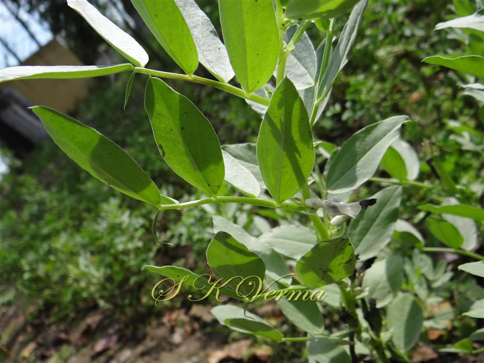  Leaves
